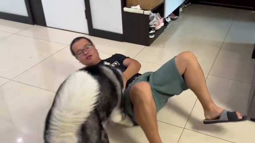 主人不让狗狗拆家，狗狗居然气呼呼地跟主人干架，看一遍笑一遍 #二哈 #哈士奇 #宠物的迷惑行为 #萌