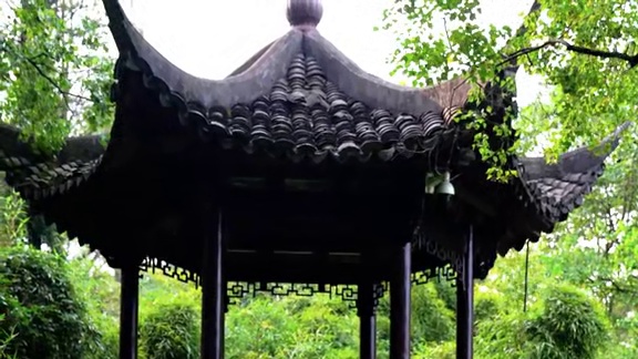 9月11日实拍，杭州植物园彼岸花，估计是今年最后一批了，满山遍野非常出片，记得穿长裤去。#杭州 #彼