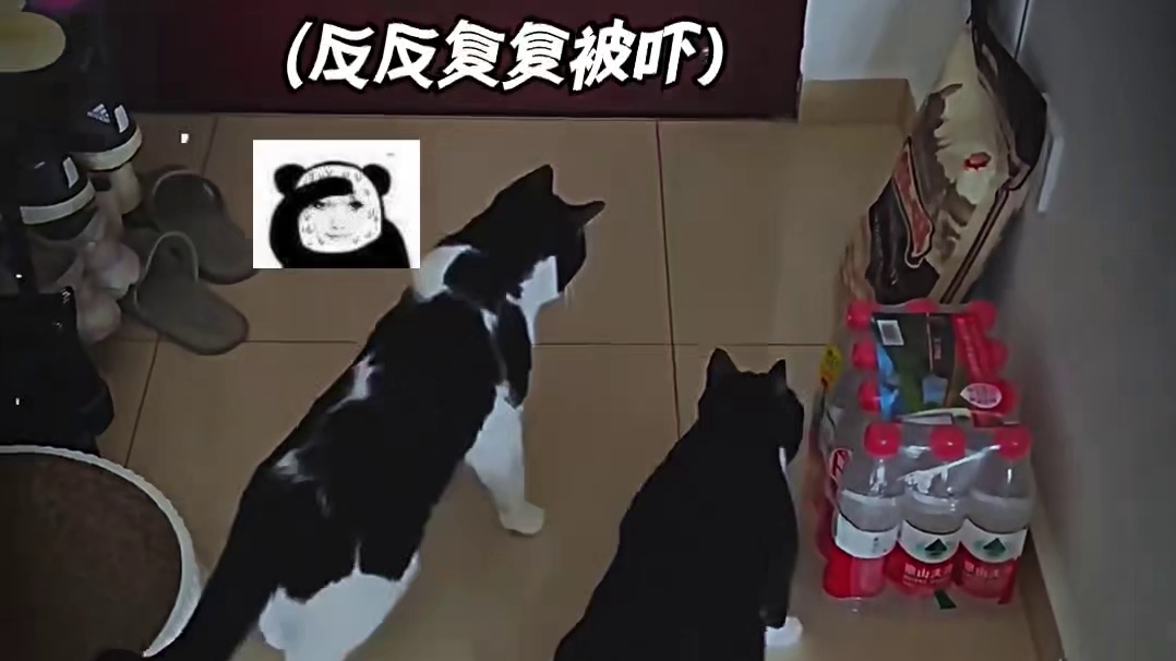 奶牛猫：大白天见鬼了？！！#搞笑