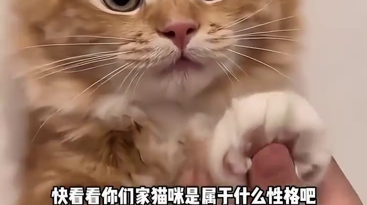 你们家猫猫是什么性格