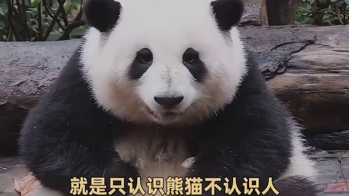 游客好，熊猫好，饲养员也好