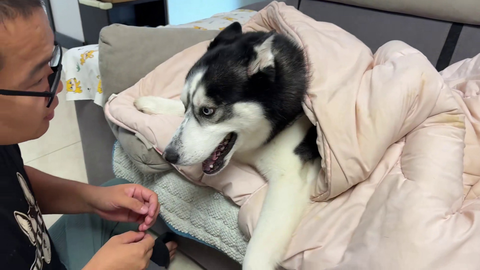 二哈学人盖被子睡觉，当主人掀开被子后，大家千万憋住别笑 #萌宠出道的计划 #二哈 #哈士奇 #神奇动