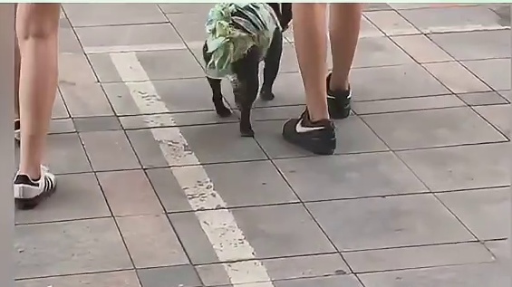 兽医界来了个文坛使者！