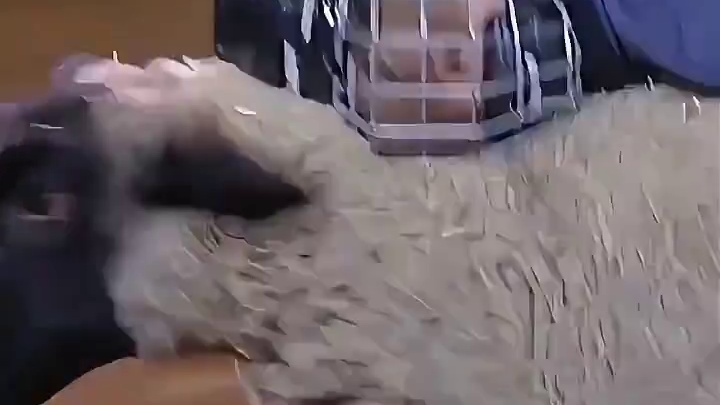 什么是儿童骑羊赛？抱住疯狂逃窜的羊，小选手最多能撑几秒？ #科普 #涨知识 #比赛 #骑羊