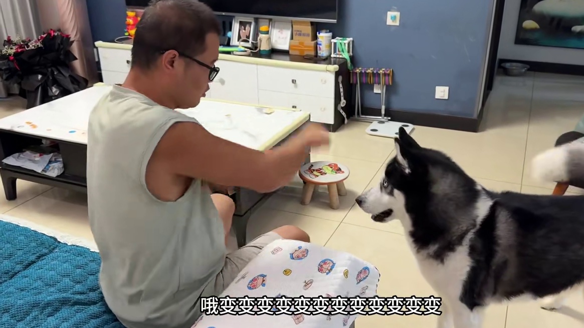 和二哈玩猜猜看，傻狗的玩法简单粗暴，差点把主人搞报废 #二哈 #哈士奇 #萌宠出道计划 #神奇动物在