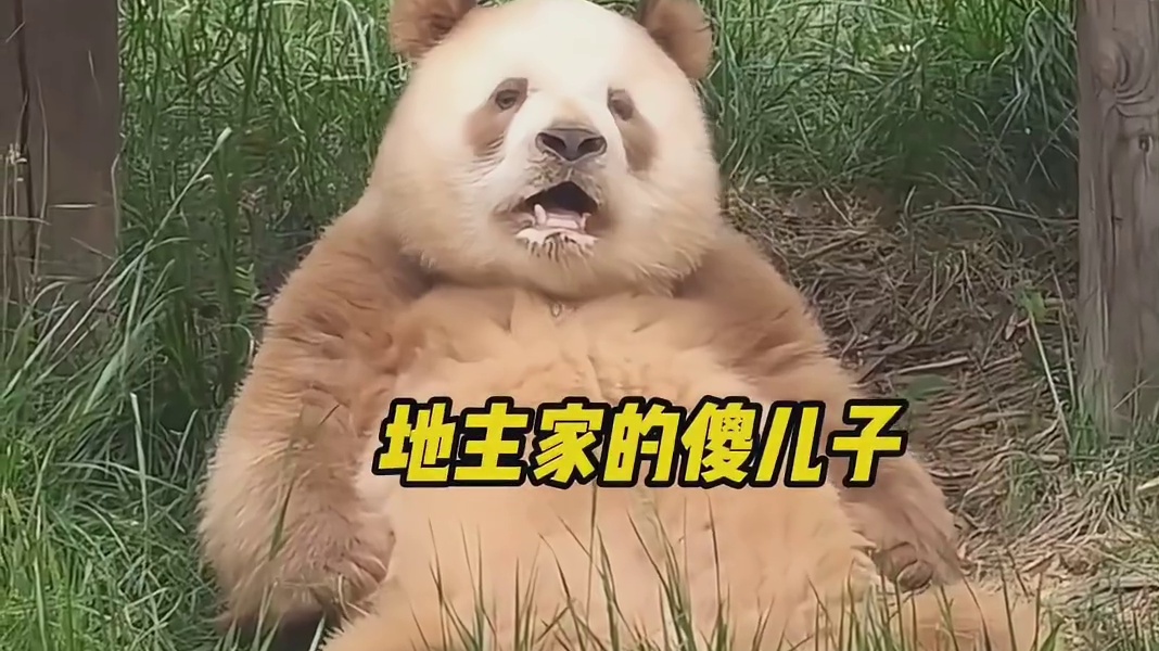 这些相当好认的熊猫你都记得几个呢