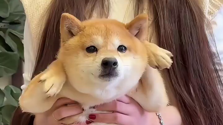 狗狗：她说的都是我的词啊