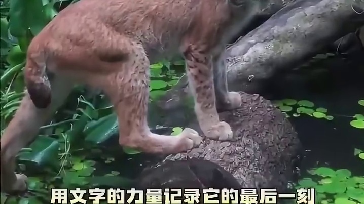 给予动物充分的爱与尊重是更好的保护方式