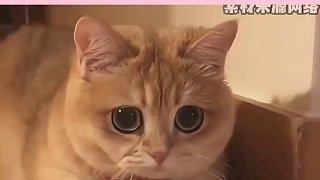 我在我自己家散步，怎么就叫我流浪貓了