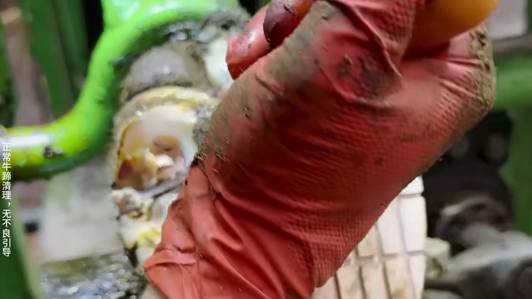 一大坨动物奶油被挤了出来，露出了牛牛的螺丝拐拐 #解压 #助眠 #修牛蹄