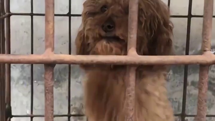 纹身师：他这么做一定有他的道理！#纹身 #狗狗 #万万没想到 #看到最后