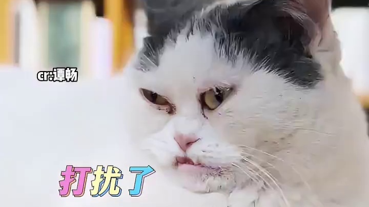 丑到60多万人的小猫