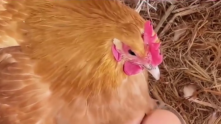 母鸡能把自己变成公鸡