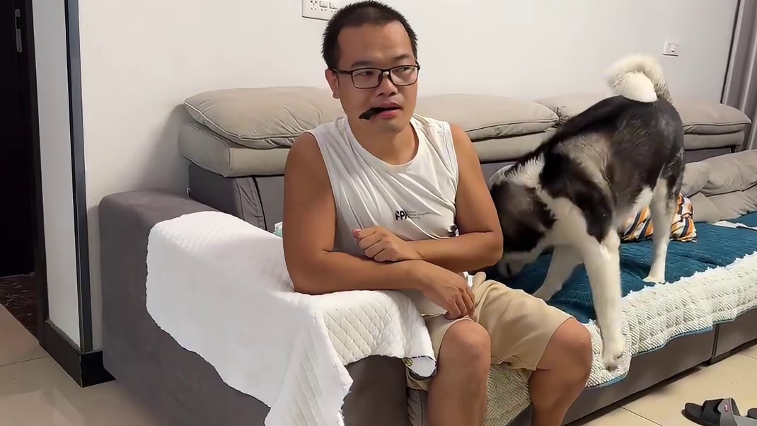 主人用肉干晃二哈，二哈彻底被忽悠成二百五了，笑死人不尝命 #二哈 #哈士奇 #萌宠出道计划 #神奇动