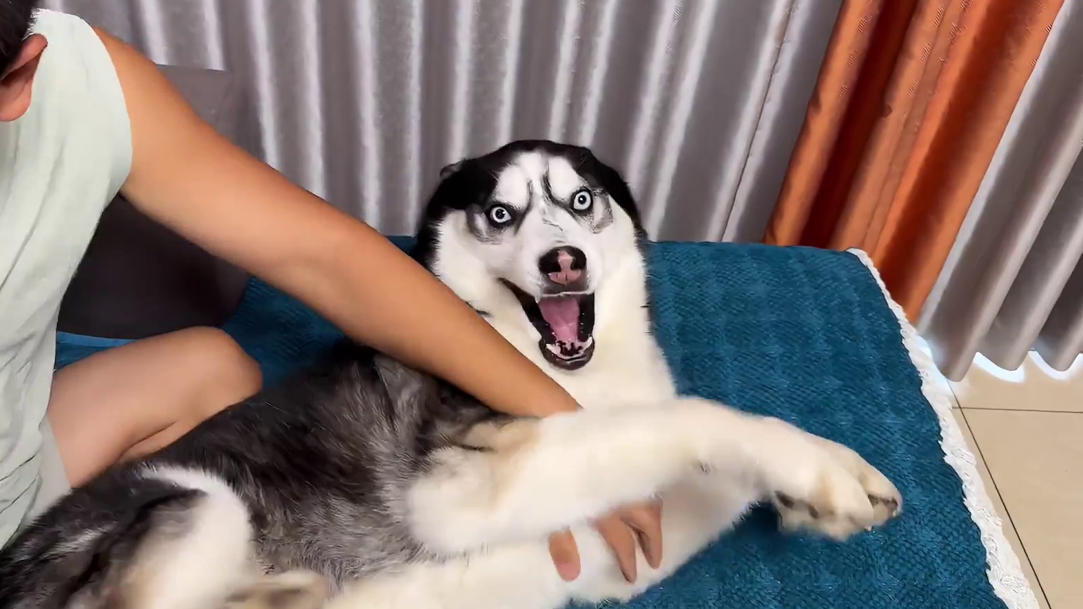 二哈死活不剪指甲还龇牙咬人，当主人拿出菜刀后，大家千万别笑 #二哈 #哈士奇 #萌宠出道计划 #神奇