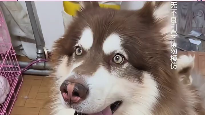 你这是狗粮小区其他人知道了给狗买的娘