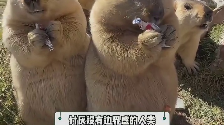 它还挺有礼貌的背过身去笑