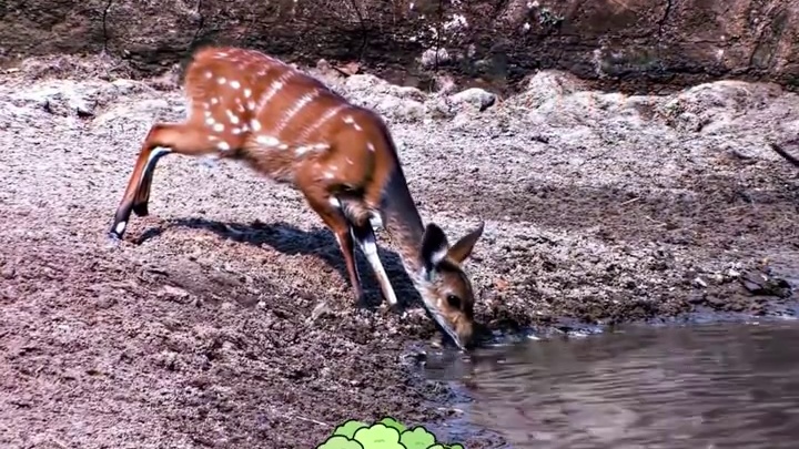 满级身法 离谱！动物界身法都开挂了是吧？#离谱#动物的迷惑行为 #高能#满级身法 #内容启发搜索