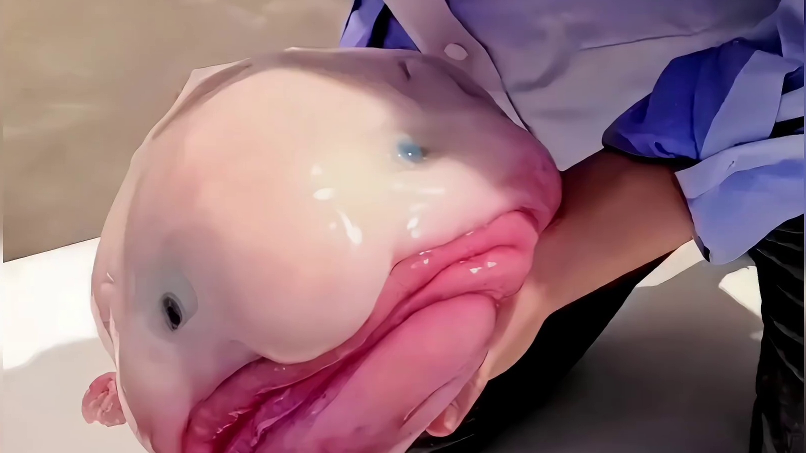 那些比你想象中还要恐怖的动物，绝对让你在这炎热的夏天清凉一吓