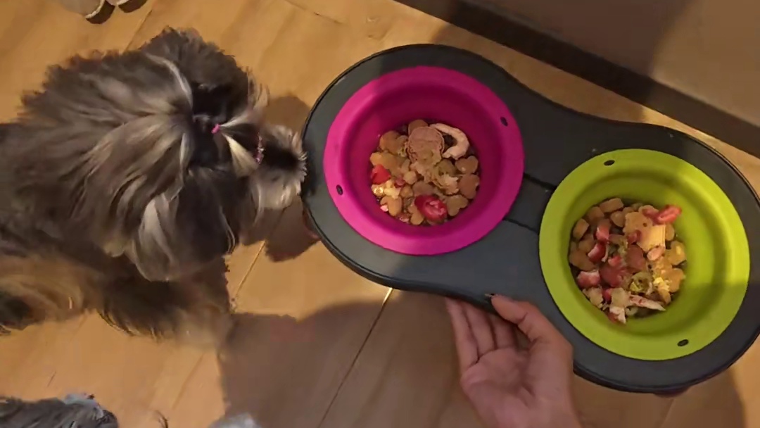 Vlog.288｜一人带俩狗自驾旅行川西 河北出发的第二天：抵达成都 
845公里 耗时11小时
#