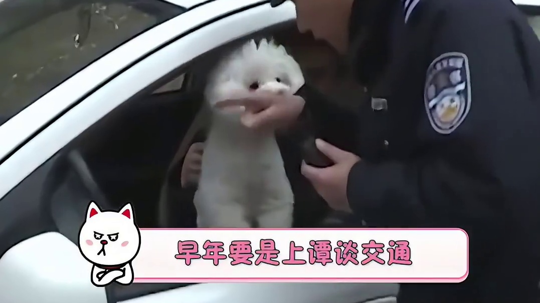 谁说鸡犬不宁的，这不是挺好的吗？