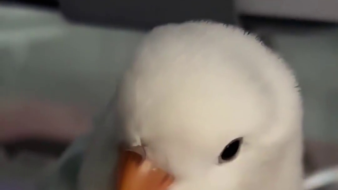 飞鹰出击 我一直在输 臭小鸡一直咬我干扰我