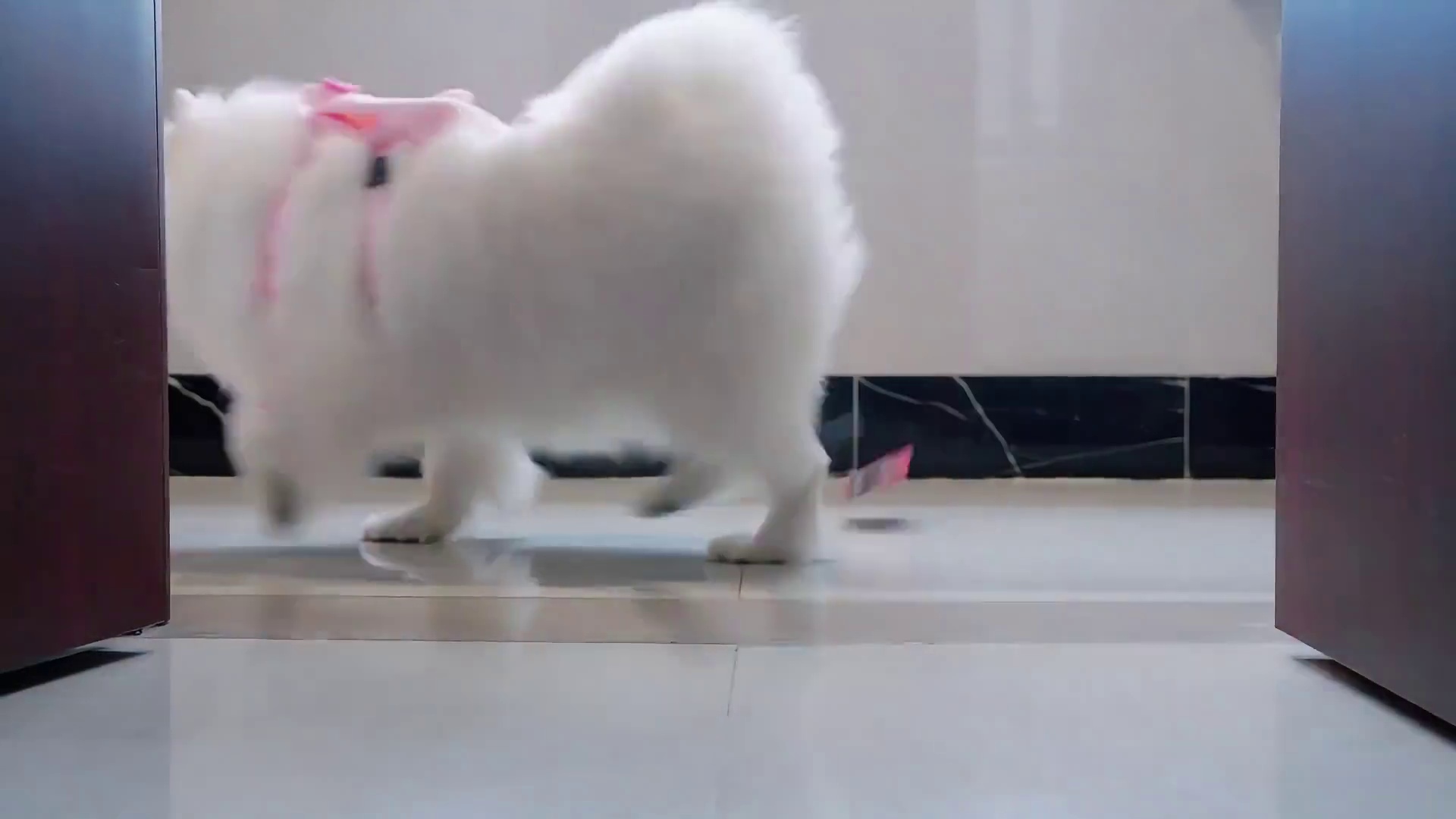 #PEL夏决高燃出征
因为JDG 所以坚定不移
因为并肩同行 所以无条件相信