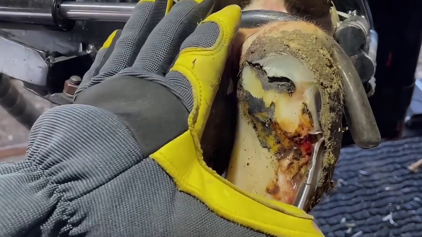 这大概是2025年伤的最严重的牛蹄 #解压 #助眠 #修牛蹄