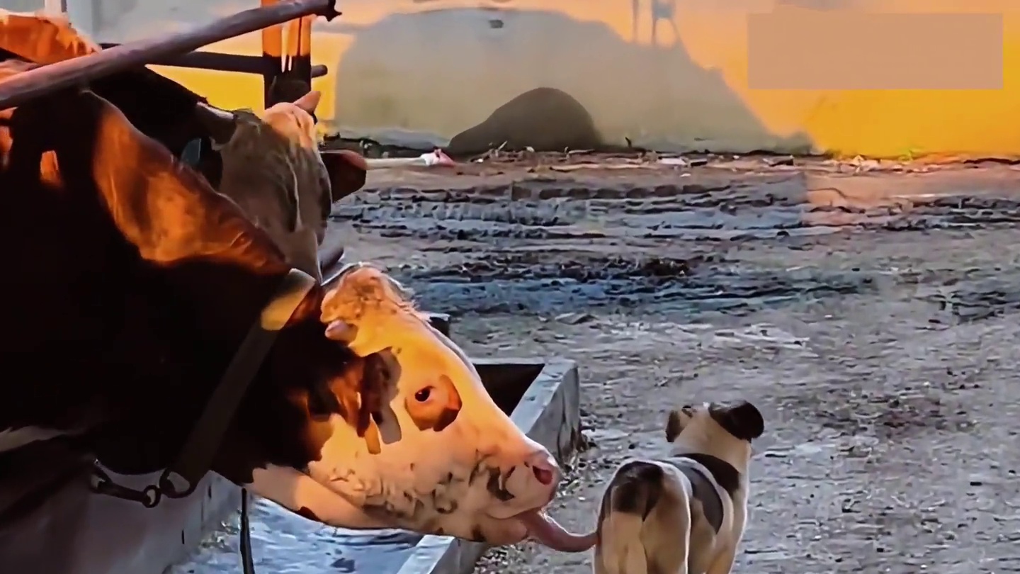 动物的迷惑行为~