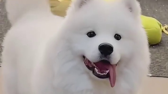 不同品种狗狗对竖中指的反应