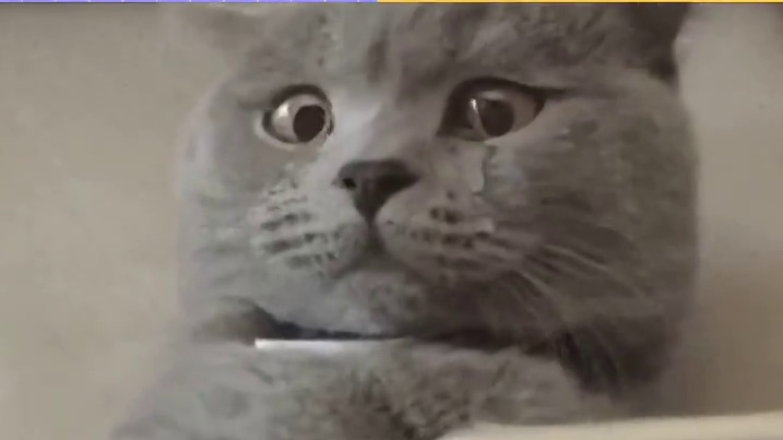 写论文的别学了