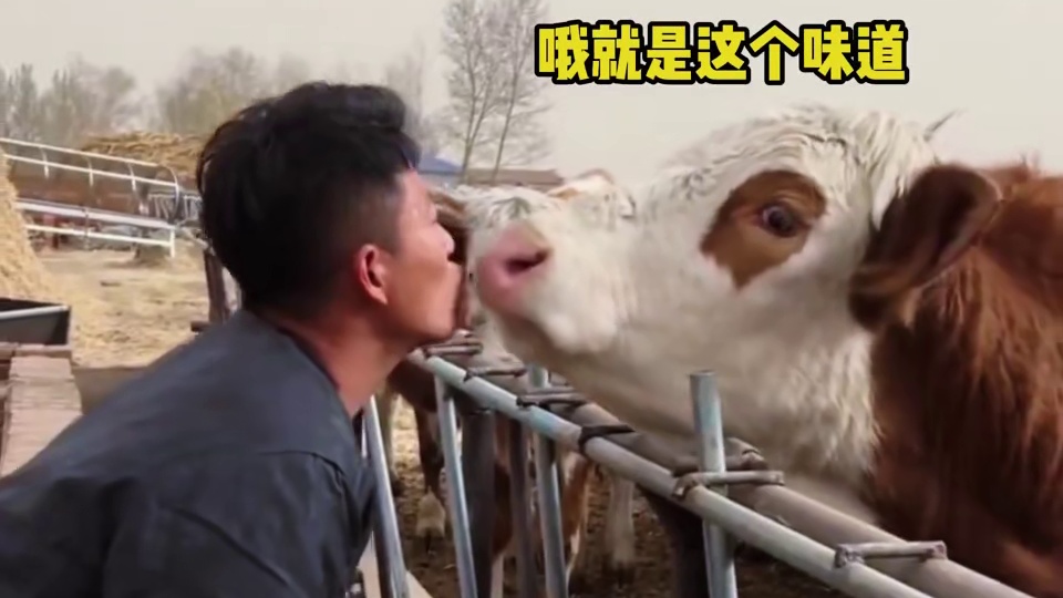 特么的，我去年买了个包 搞笑配音#动物的迷惑行为 #动物的无语瞬间 #萌宠趣味视频