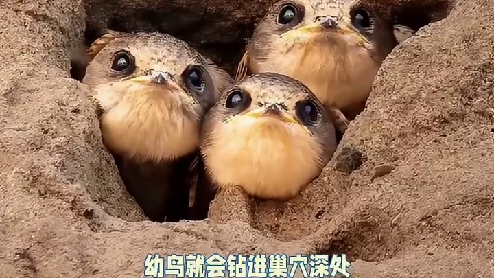 小时候画的鸟是真的存在