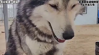 最窩囊的狼王，被誤認(rèn)為二哈揍成了看門(mén)狗？！