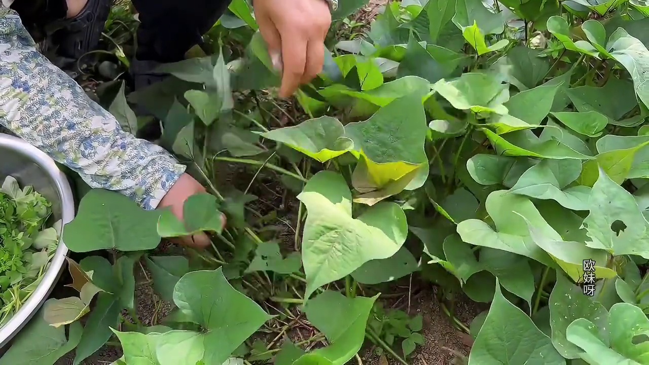 今天做了一锅香辣牛肠，配着一盆蔬菜吃到饱 #美食 #农村生活