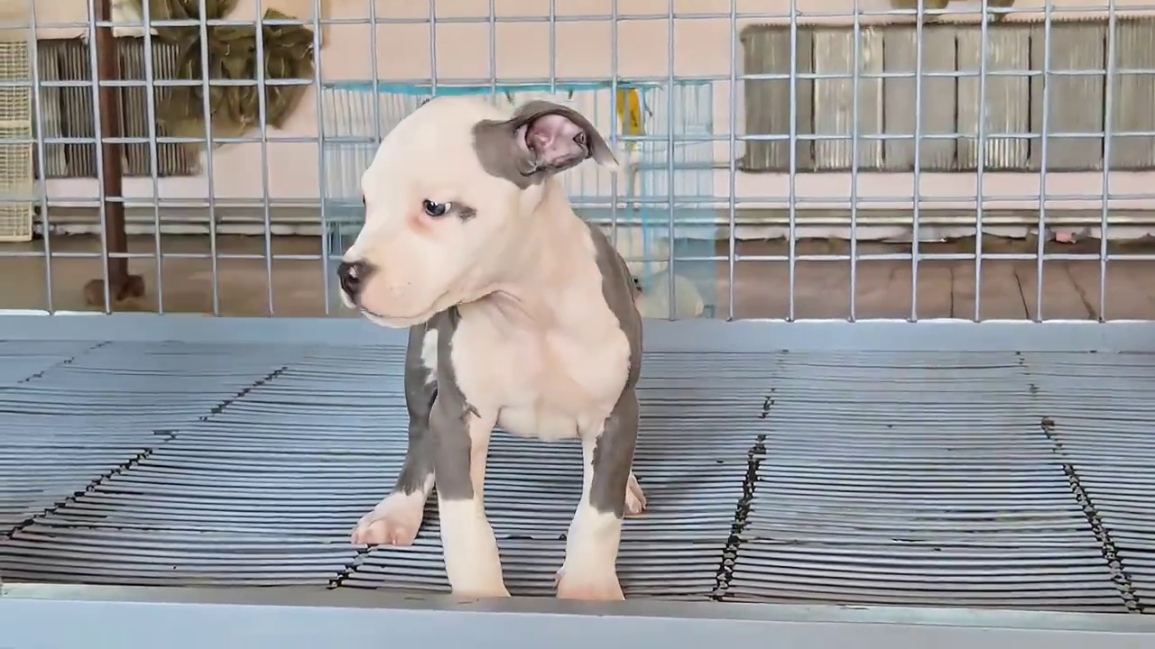 我就发这三只小狗了 咋滴吧 蓝白色斯塔福还不让看看了 闲操心#养狗人 #萌宠出道计划 #斯塔福 #蓝