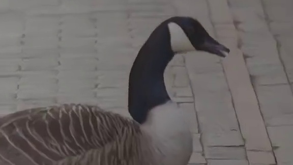 ESLONE英国伯明翰公布2026年3月27-29日 奖金100万美元#dota2 #eslone 