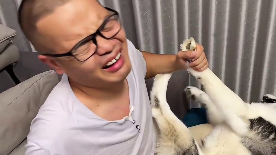 犟种二哈死活不剪指甲，还龇牙咬人，当主人拿出菜刀后傻狗秒认怂 #毛孩子日常 #二哈 #哈士奇 #萌宠