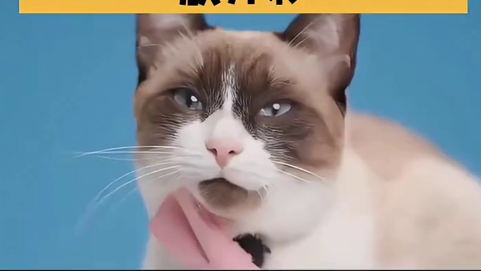 白雨露赵心童世界赛大放异彩