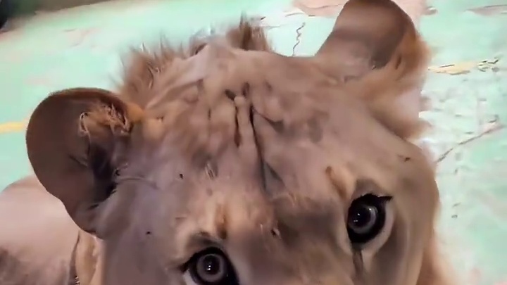 饲养员“元气满满”和狮子问好，给大狮子吓一激灵