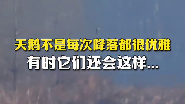 天鹅不是每次降落都很优雅，有时它们还会这样……