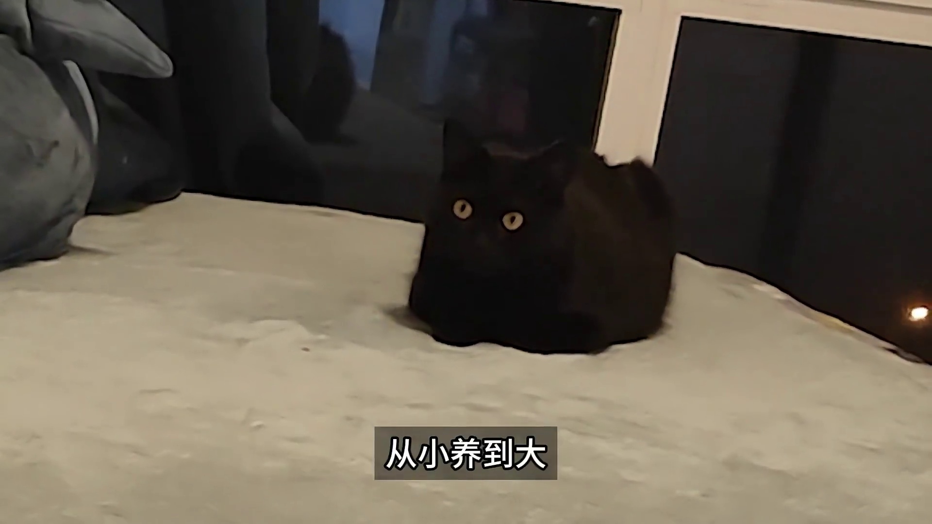 家里放几个猫砂盆比较合适？建议放一个就行！ ##猫咪的迷惑行为#猫memes#猫咪#搞笑动画#宠物