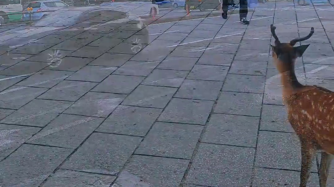 日本奈良公园，古韵满满的城市公园，这里的小鹿们完全不怕人