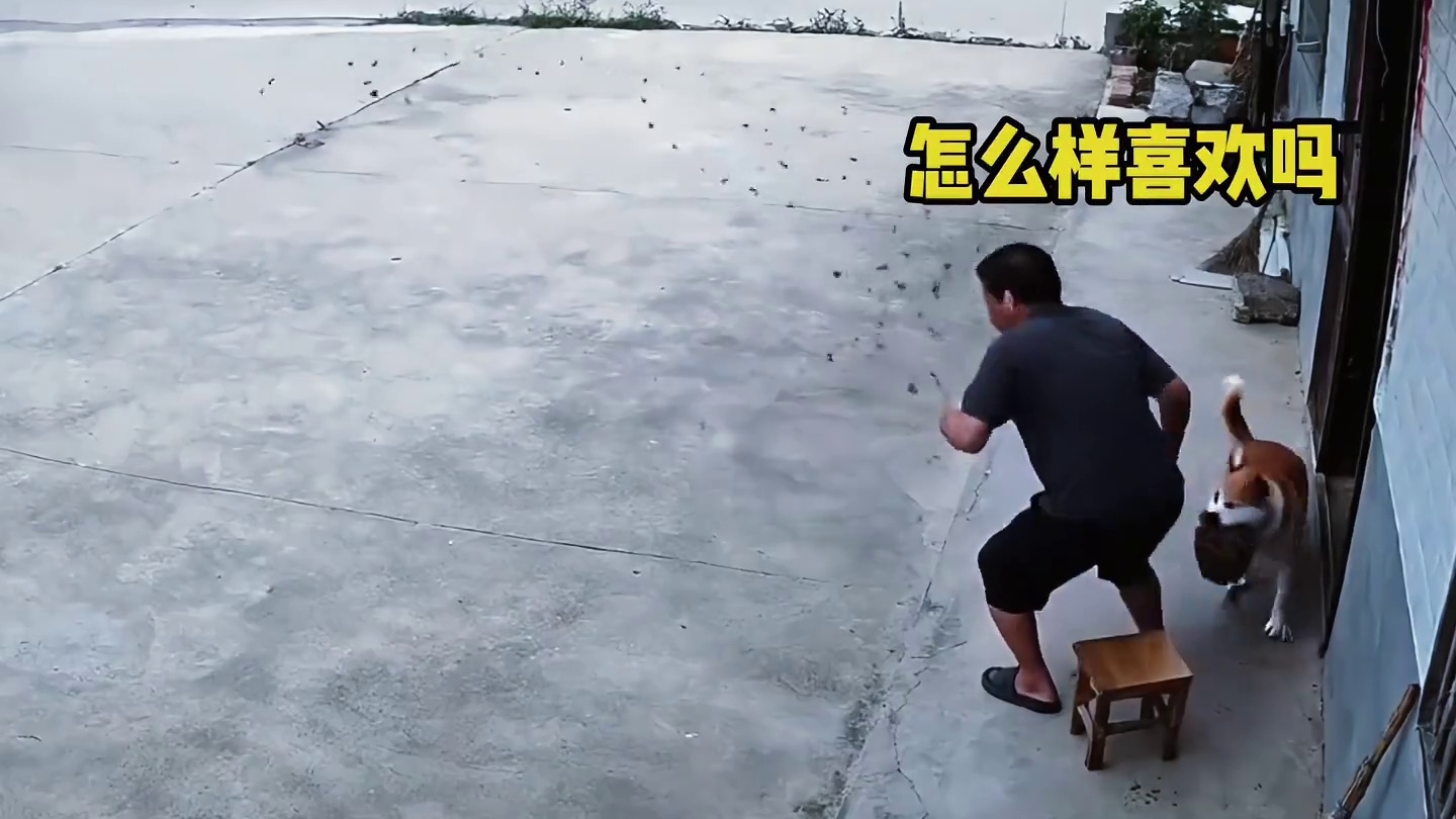 慢点慢点，我特么牙挂你裤子上了！ #狗都成精了 #狗狗