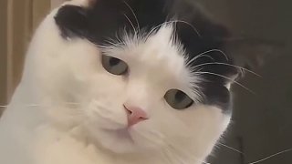 貓咪的口味居然是小時候定的