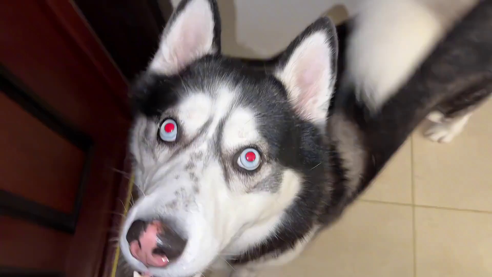 主人出门太着急忘记喂狗，当主人回到家后，大家千万憋住别笑