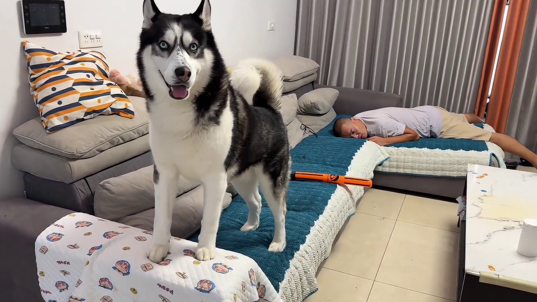 主人晕倒二哈会是啥反应？当它给主人大逼兜那一刻，你们千万别笑 #二哈 #哈士奇 #宠物 #萌宠出道计