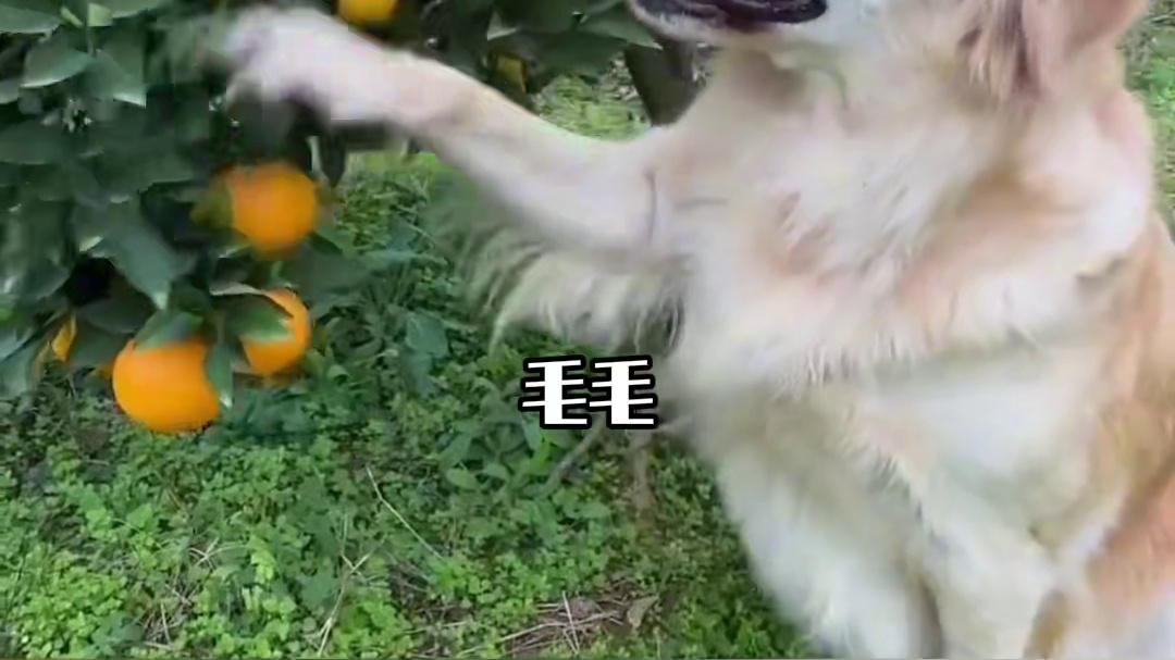 电子宠物的离去 比一场没有告别的仪式更痛