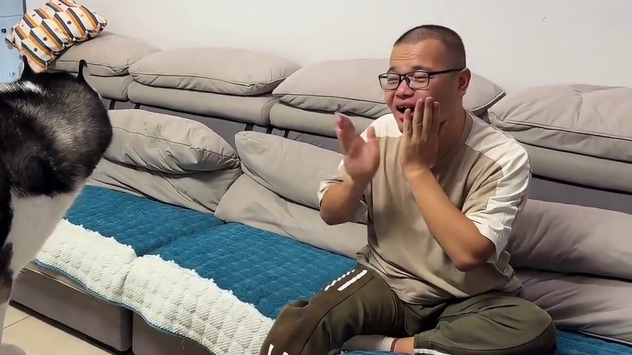 主人失恋痛哭，二哈接下来的反应笑得人肚疼，不愧是二哈 #二哈 #哈士奇 #萌宠出道计划 #神奇动物在