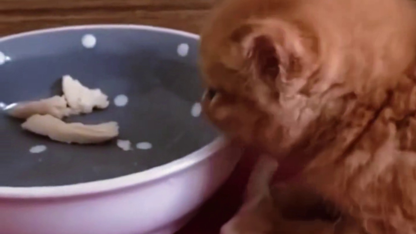 动物的迷惑行为~